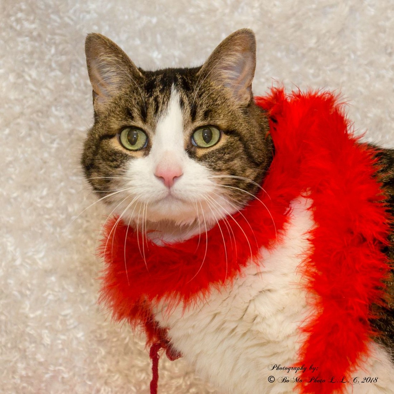 NAME: Neka
GENDER: Female
BREED: Domestic Short Hair
AGE: 12 years, 8 months
WEIGHT: 15 pounds
SPECIAL CONSIDERATIONS: Prefers a home without children
REASON I CAME TO MHS: Owner fell ill
LOCATION: Rochester Hills Center for Animal Care
ID NUMBER: 850008
