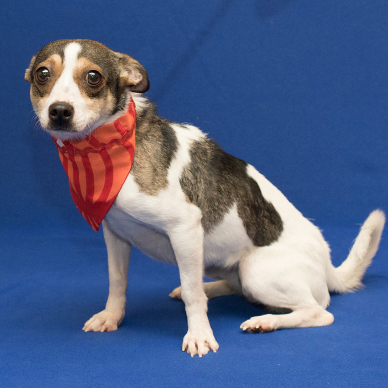 NAME: Sparkles
GENDER: Female
BREED: Jack Russell Terrier
AGE: 6 years, 1 month
WEIGHT: 14 pounds
SPECIAL CONSIDERATIONS: Prefers to be your only pet
REASON I CAME TO MHS: Homeless in Westland
LOCATION: Petco of Sterling Heights
ID NUMBER: 861060