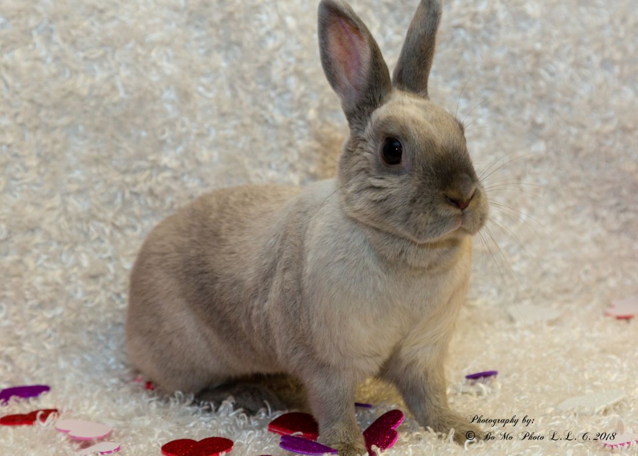 NAME: Regina
GENDER: Female
BREED: Netherland Dwarf
AGE: 3 years, 1 month
WEIGHT: 3 pounds
SPECIAL CONSIDERATIONS: None
REASON I CAME TO MHS: Owner surrender
LOCATION: Berman Center for Animal Care in Westland
ID NUMBER: 862398