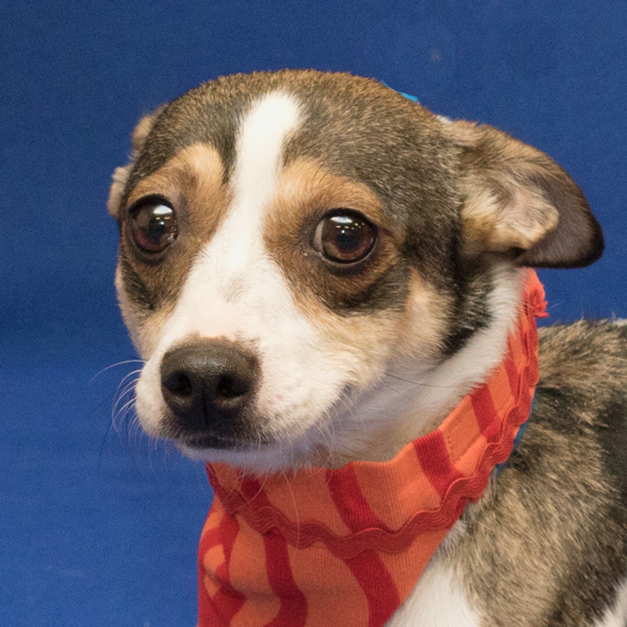NAME: Sparkles
GENDER: Female
BREED: Jack Russell Terrier
AGE: 6 years, 1 month
WEIGHT: 14 pounds
SPECIAL CONSIDERATIONS: Prefers to be your only pet
REASON I CAME TO MHS: Homeless in Westland
LOCATION: Petco of Sterling Heights
ID NUMBER: 861060