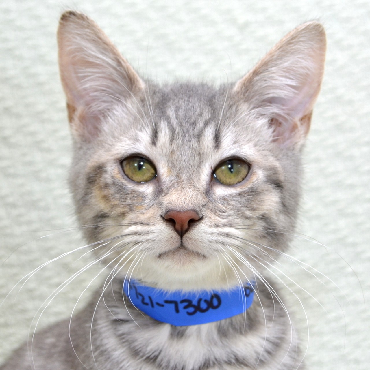 NAME:  Dallas Green
GENDER: Male
BREED: Domestic Short Hair
AGE: 5 months
WEIGHT: 3 pounds
SPECIAL CONSIDERATIONS: Prefers a home with older or no children
REASON I CAME TO MHS: Rescued in Westland
LOCATION: Premier Pet Supply of Novi
ID NUMBER: 867558