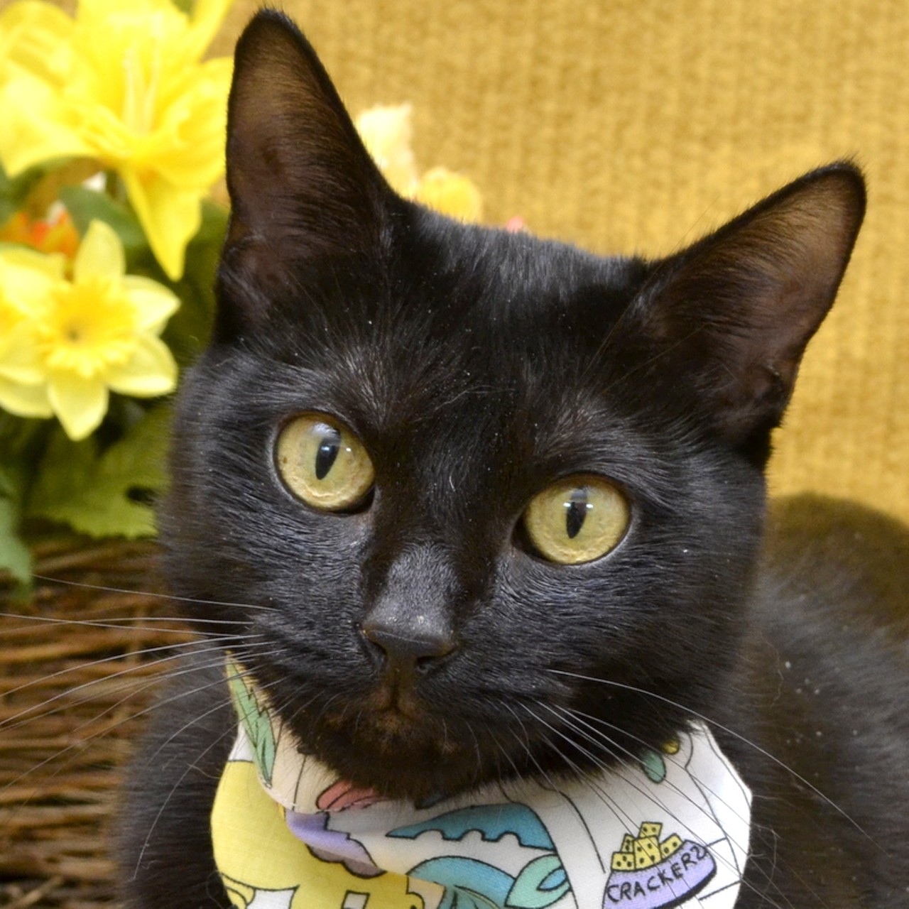 NAME:  Marnie
GENDER: Female
BREED: Domestic Short Hair
AGE: 2 years
WEIGHT: 7 pounds
SPECIAL CONSIDERATIONS: May prefer a home with older or no children
REASON I CAME TO MHS: Homeless in Westland
LOCATION: Berman Center for Animal Care in Westland
ID NUMBER: 867679