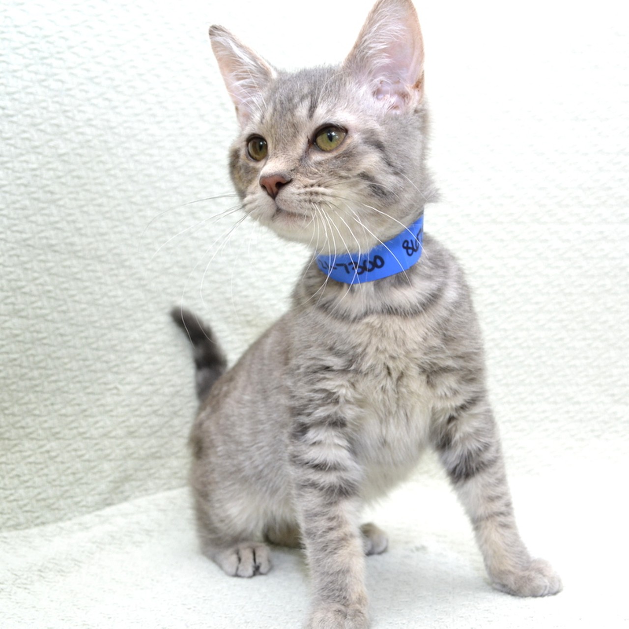 NAME:  Dallas Green
GENDER: Male
BREED: Domestic Short Hair
AGE: 5 months
WEIGHT: 3 pounds
SPECIAL CONSIDERATIONS: Prefers a home with older or no children
REASON I CAME TO MHS: Rescued in Westland
LOCATION: Premier Pet Supply of Novi
ID NUMBER: 867558