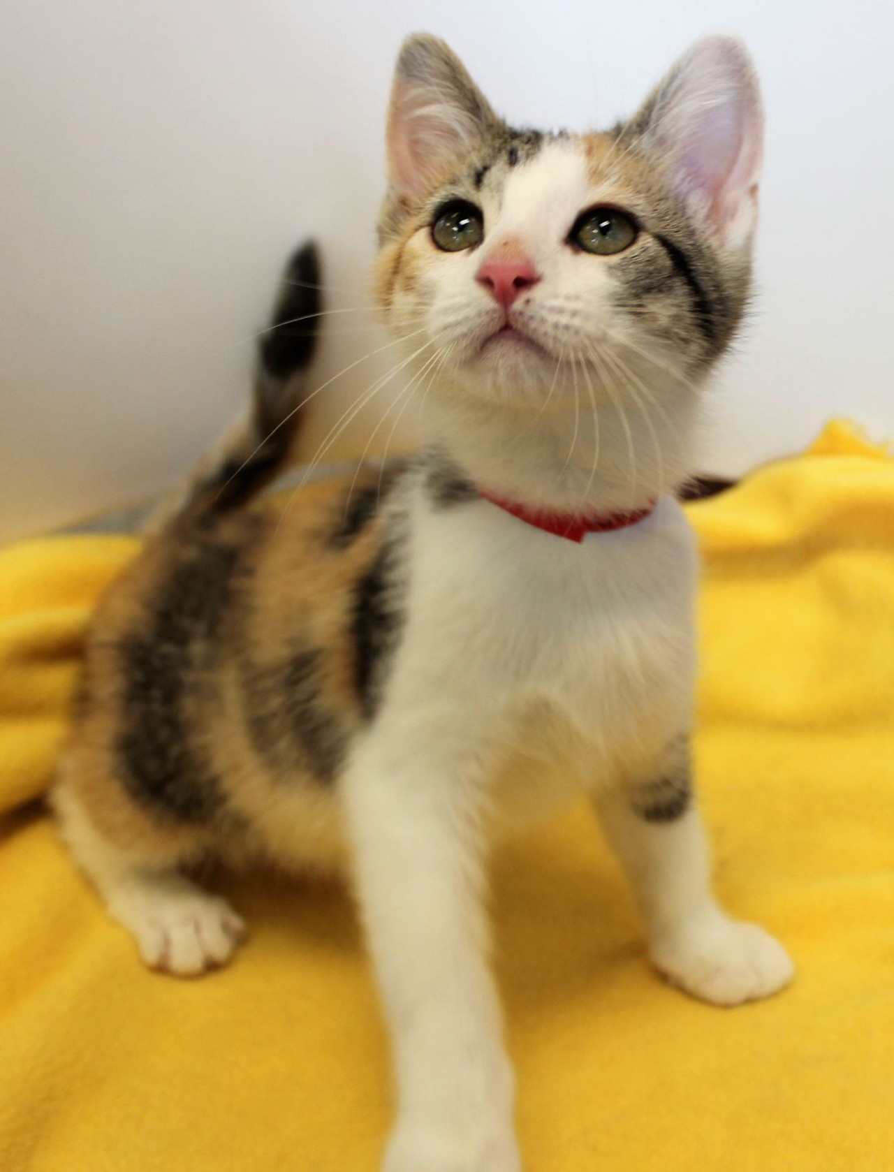 NAME:Starfire
GENDER: Female
BREED: Domestic Short Hair 
AGE: 9 weeks 
WEIGHT: 3 pounds 
SPECIAL CONSIDERATIONS:  None
REASON I CAME TO MHS: Homeless in Detroit 
LOCATION: Mackey Center for Animal Care in Detroit 
ID NUMBER: 869150