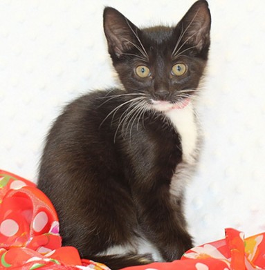 NAME:Camilla
    GENDER: Female
    BREED: Domestic Short Hair
    AGE: 10 weeks
    WEIGHT: 2 pounds
    SPECIAL CONSIDERATIONS: None
    REASON I CAME TO MHS: Rescued in Detroit
    LOCATION: Mackey Center for Animal Care in Detroit
    ID NUMBER: 867745