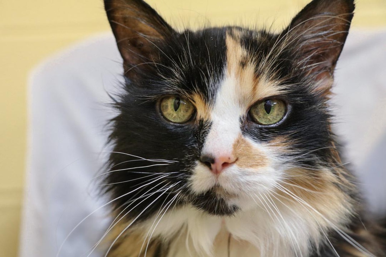 NAME: Cassie 
GENDER: Female
BREED: Domestic Longhair
AGE: 13 years, 3 months
WEIGHT: 11 pounds
SPECIAL CONSIDERATIONS: None
REASON I CAME TO MHS: Owner surrender
LOCATION: Rochester Hills Center for Animal Care
ID NUMBER: 867626