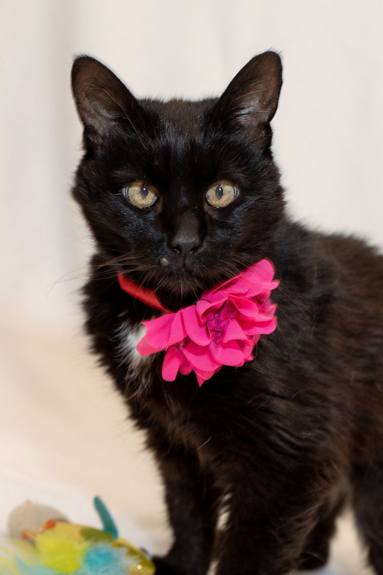 NAME: Picasso 
GENDER: Female
BREED: Domestic Short Hair
AGE: 5 years, 1 month
WEIGHT: 6 pounds
SPECIAL CONSIDERATIONS: Picasso is cross eyed and, thus, a little unsteady on her feet.
REASON I CAME TO MHS: Owner surrender
LOCATION: Petco of Sterling Heights
ID NUMBER: 870420