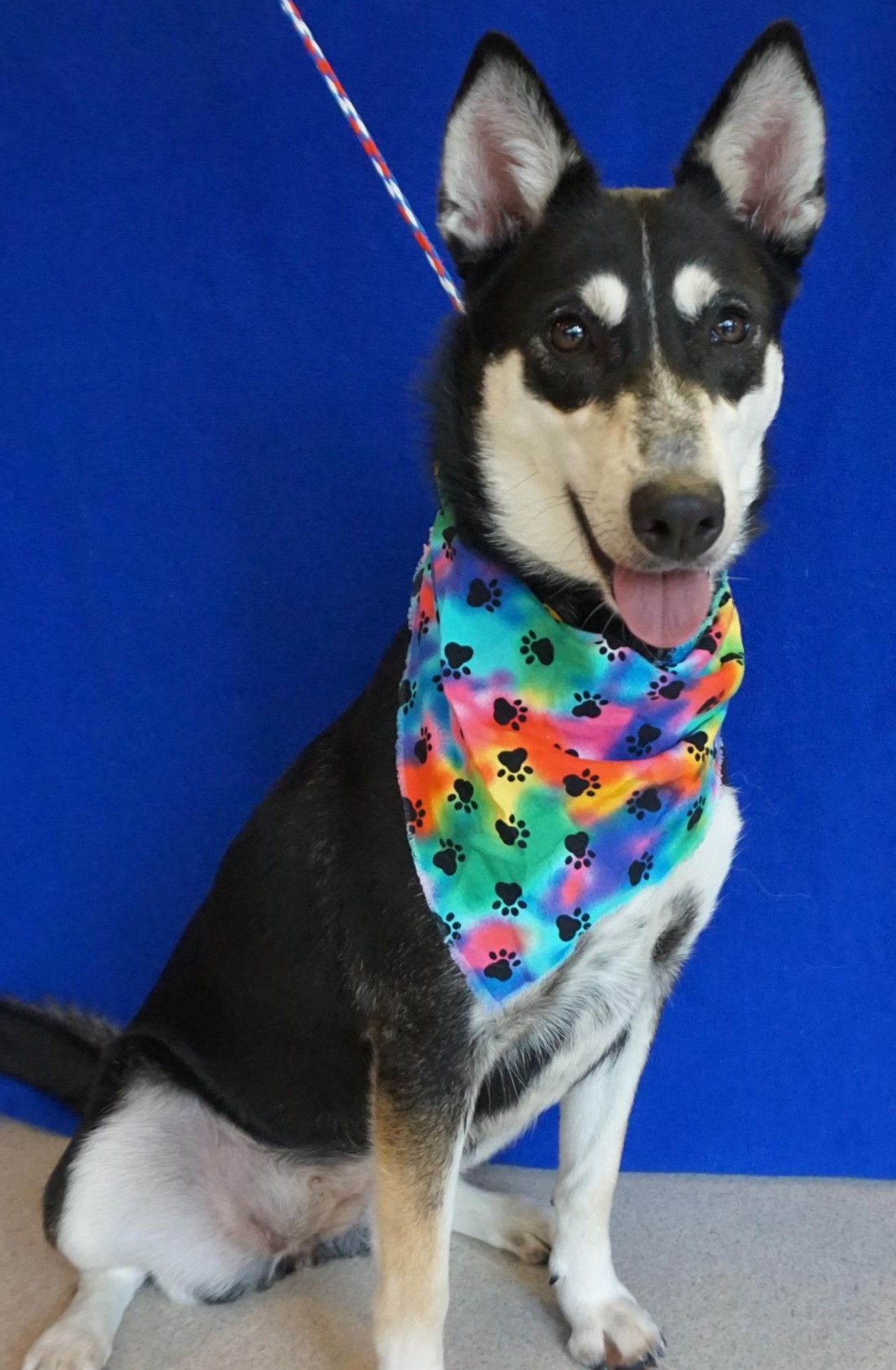 NAME: Kira 
GENDER: Female
BREED: Siberian Husky
AGE: 2 years, 2 months
WEIGHT: 44 pounds
SPECIAL CONSIDERATIONS: Kira prefers a home with older or no children and no small animals.
REASON I CAME TO MHS: Agency transfer
LOCATION: Rochester Hills Center for Animal Care
ID NUMBER: 869111