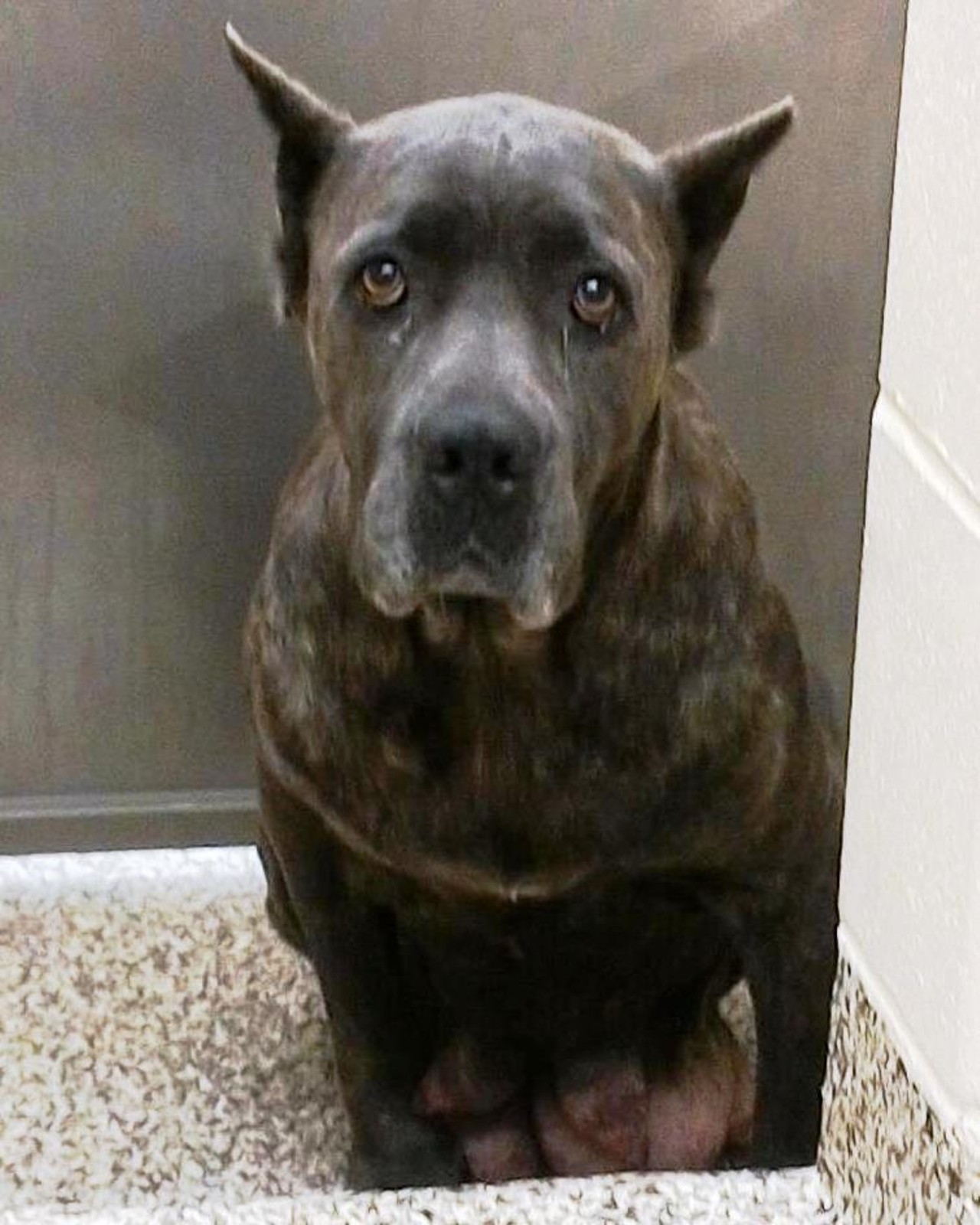 NAME: Shasta
GENDER: Female
BREED: Cane Corso
AGE: 5 years
WEIGHT: 85 pounds
SPECIAL CONSIDERATIONS: Shasta prefers a home with no cats and older or no children.
REASON I CAME TO MHS: Homeless in Detroit
LOCATION: Mackey Center for Animal Care in Detroit
ID NUMBER: 870870