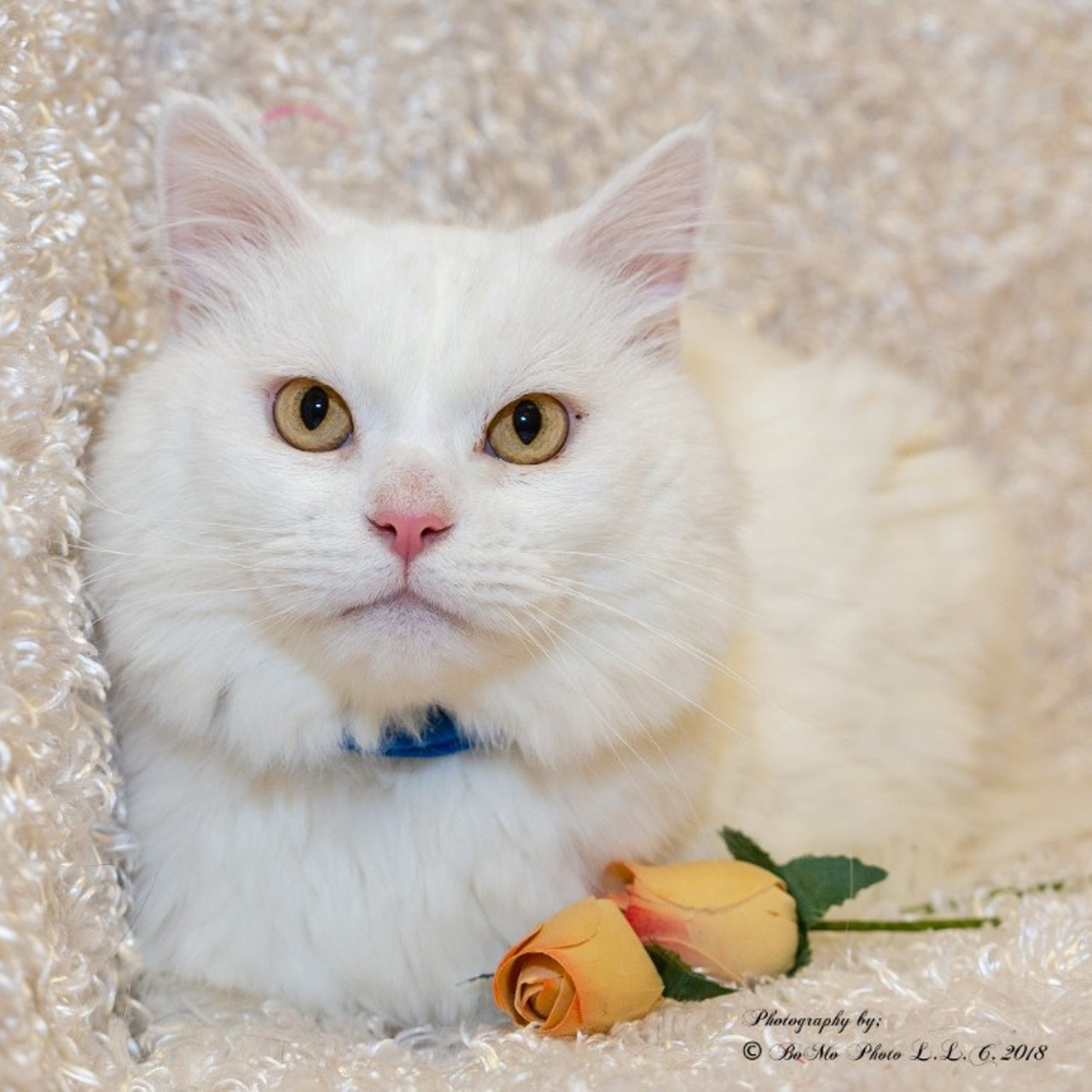 NAME: Forrest
GENDER: Male
BREED: Domestic Longhair
AGE: 6 years, 1 month
WEIGHT: 10 pounds
SPECIAL CONSIDERATIONS: Forrest may be deaf.
REASON I CAME TO MHS: Owner surrender
LOCATION: Petco of Sterling Heights
ID NUMBER: 871888