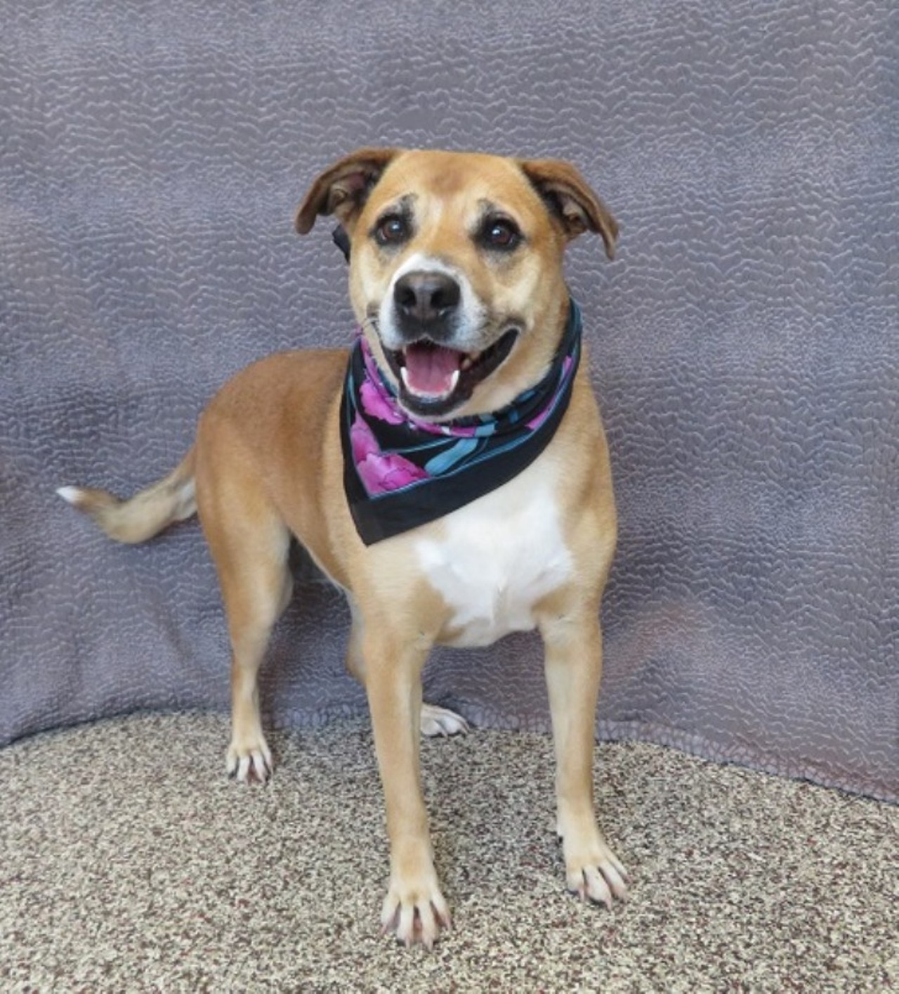 NAME: Lady
GENDER: Female
BREED: Shepherd
AGE: 6 years
WEIGHT: 77 pounds
SPECIAL CONSIDERATIONS: Lady prefers a home with no cats.
REASON I CAME TO MHS: Owner surrender
LOCATION: Petco of Sterling Heights
ID NUMBER: 873019