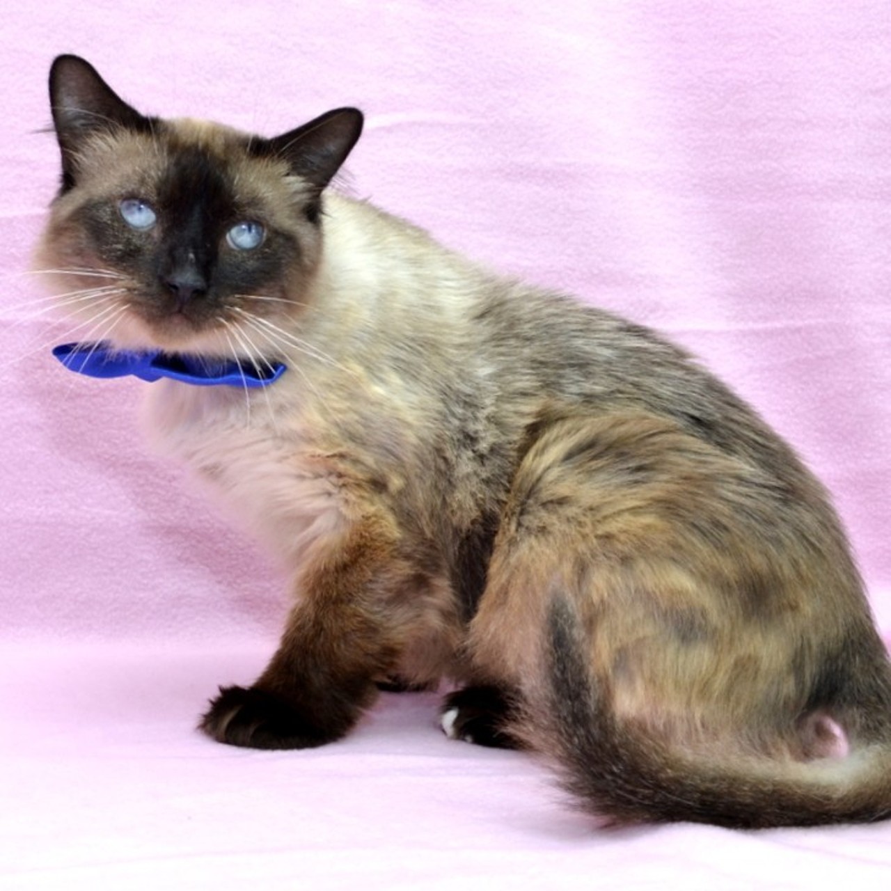 NAME: Skeeter
GENDER: Male
BREED: Siamese
AGE: 8 years
WEIGHT: 12 pounds
SPECIAL CONSIDERATIONS: None
REASON I CAME TO MHS: Agency transfer
LOCATION: Berman Center for Animal Care in Westland
ID NUMBER: 871938