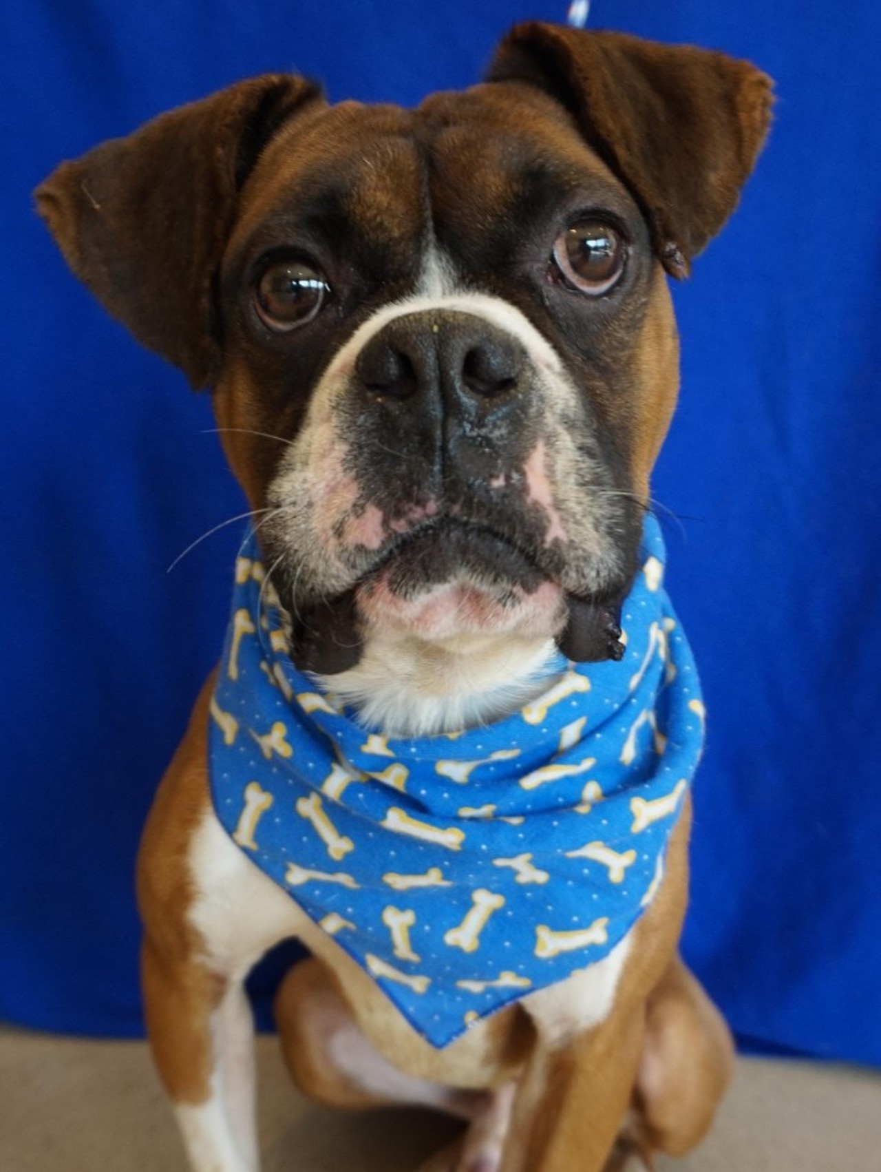 NAME: Ali
GENDER: Male
BREED: Boxer
AGE: 2 years 
WEIGHT: 38 pounds
SPECIAL CONSIDERATIONS: Layla (mother) and Ali (son) are a &#147;bonded pair&#148;, meaning they must be adopted together.
REASON I CAME TO MHS: Owner surrender
LOCATION: Rochester Hills Center for Animal Care
ID NUMBER: 872824