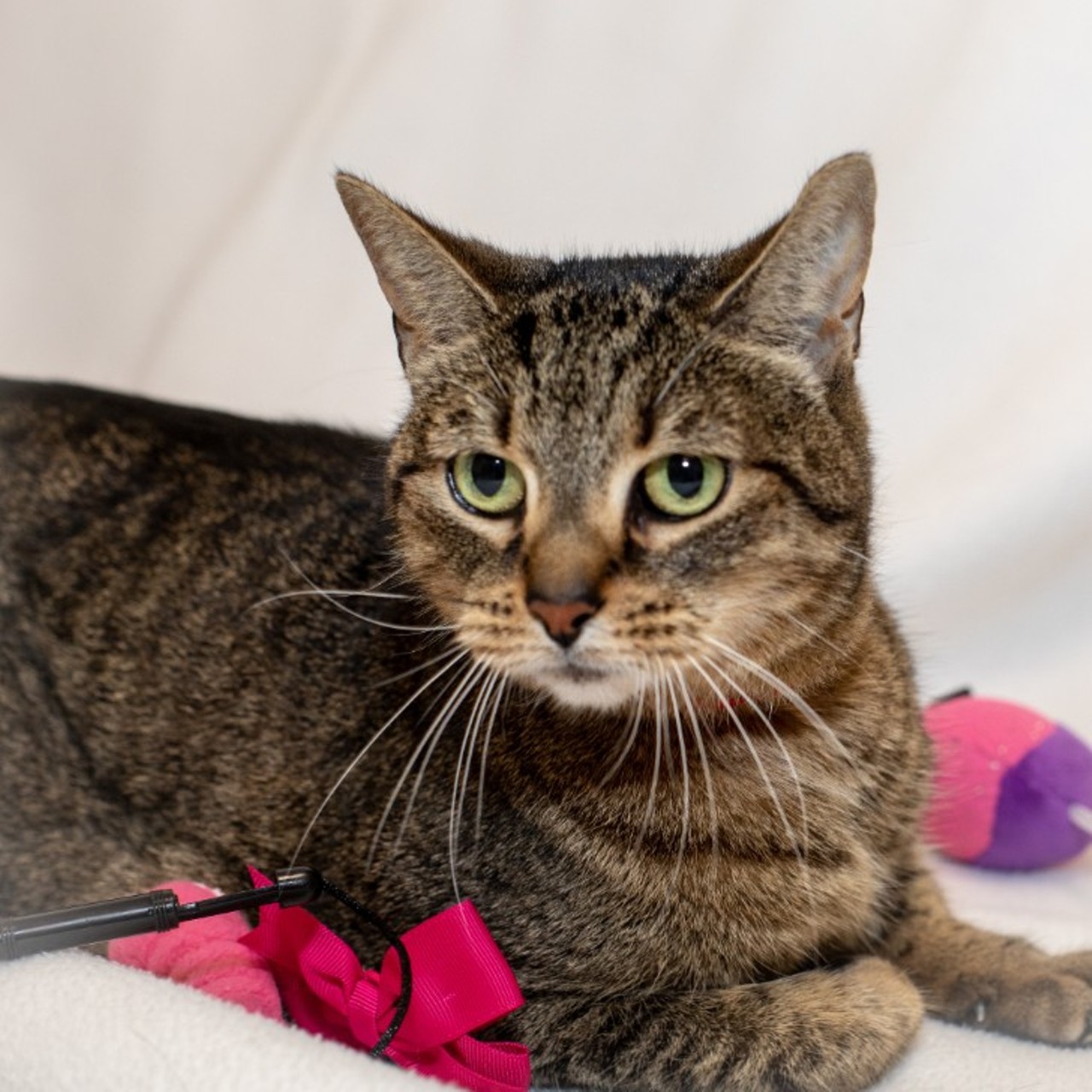 NAME: Pickles
GENDER: Female
BREED: Domestic Short Hair
AGE: 8 years, 1 month
WEIGHT: 10 pounds
SPECIAL CONSIDERATIONS: Pickles prefers a home with older or no children and no other cats.
REASON I CAME TO MHS: Owner surrender
LOCATION: PetSmart of Roseville
ID NUMBER: 871631