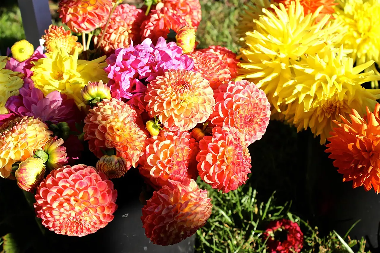 Stock up on sunshine and flowers while you can; it's going to be a long haul to spring!