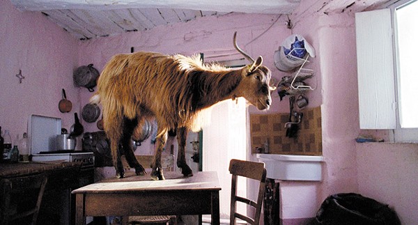 A table-top goat in Le Quattro Volte.