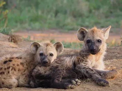These are real baby hyenas.