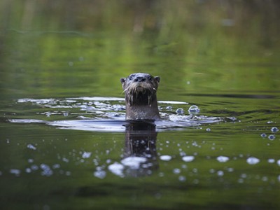 A curious river otter.