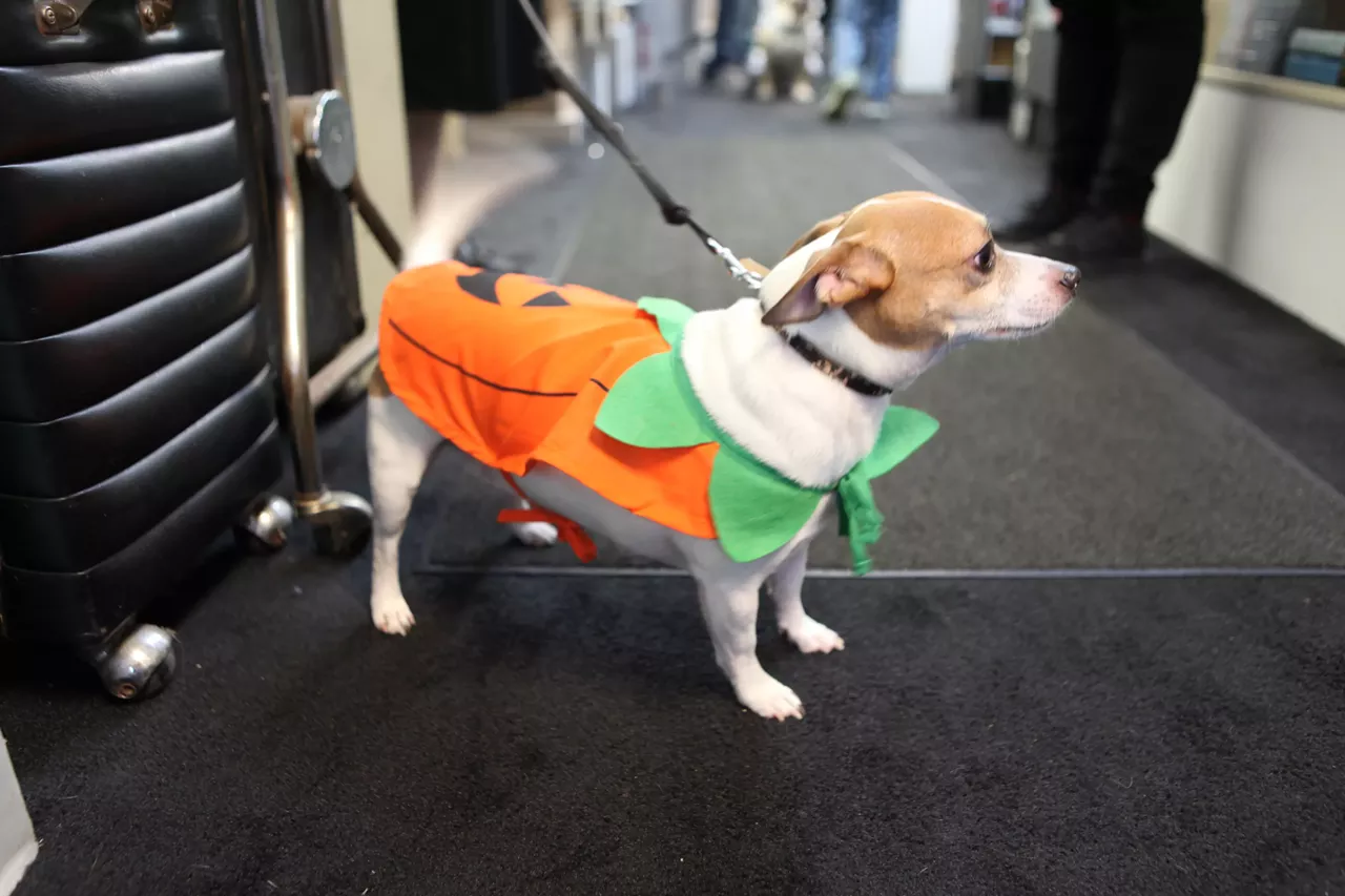 Image: All the adorable dogs we saw at Stormy Records Halloween costume contest