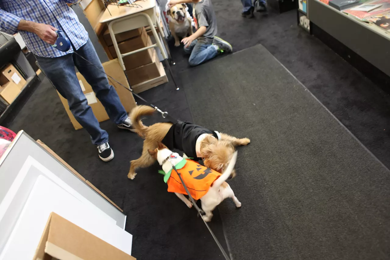 Image: All the adorable dogs we saw at Stormy Records Halloween costume contest