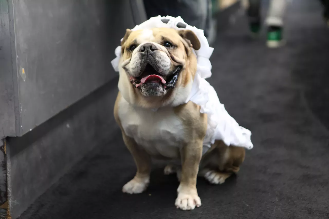 Image: All the adorable dogs we saw at Stormy Records Halloween costume contest