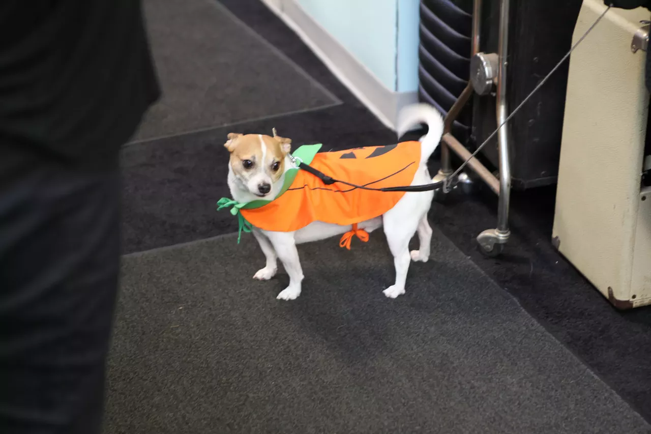 Image: All the adorable dogs we saw at Stormy Records Halloween costume contest