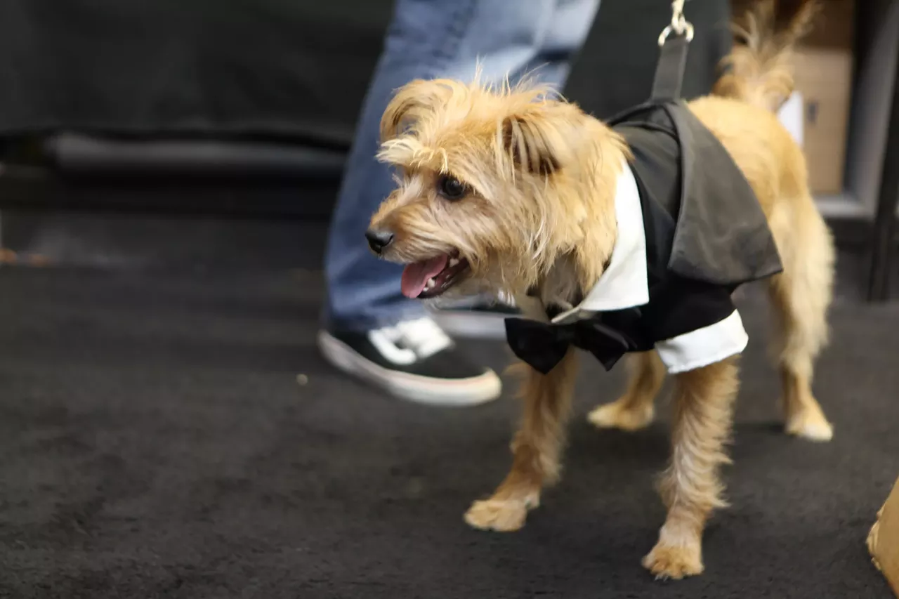 Image: All the adorable dogs we saw at Stormy Records Halloween costume contest