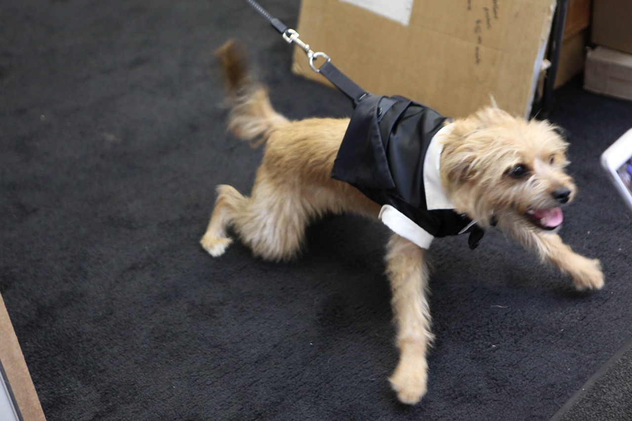 All the adorable dogs we saw at Stormy Records Halloween costume contest