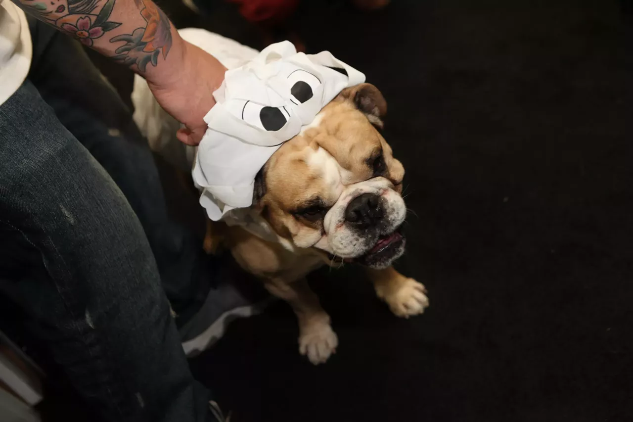 Image: All the adorable dogs we saw at Stormy Records Halloween costume contest