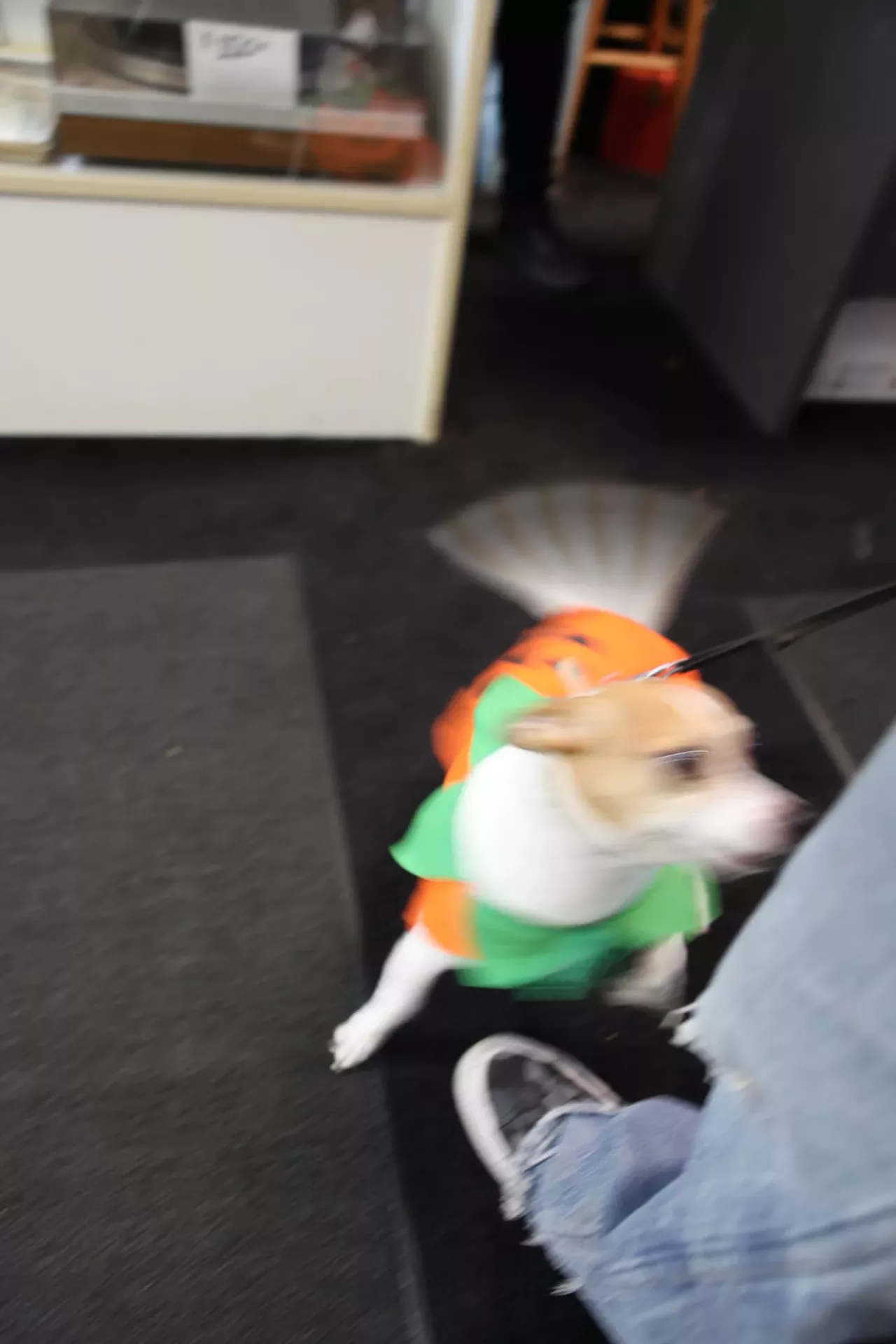Image: All the adorable dogs we saw at Stormy Records Halloween costume contest