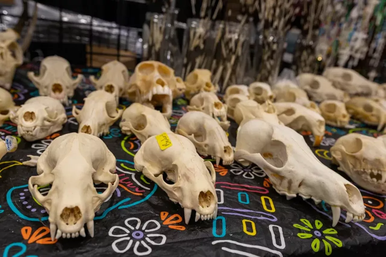Image: All the freaks we saw at the 2021 Oddities and Curiosities Expo at Novi's Suburban Collection Showplace