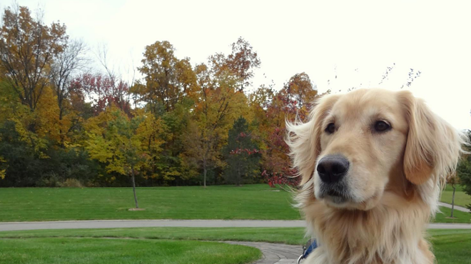 Image: Ann Arbor therapy dog gets 'bone voyage' retirement party catered by Grizzly Peak