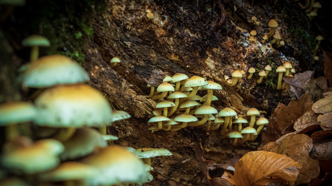 Ann Arbor was the first Michigan city to decriminalize the use of psychedelics.