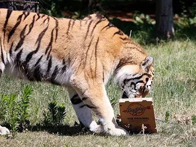 Image: Anyway, here are photos of Detroit Zoo animals eating Buddy’s Pizza (2)