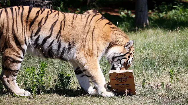 Image: Anyway, here are photos of Detroit Zoo animals eating Buddy’s Pizza (2)