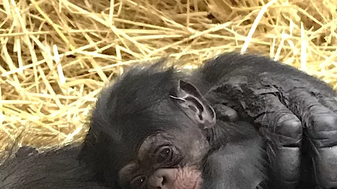 The Detroit Zoo's newborn chimp, Jane.