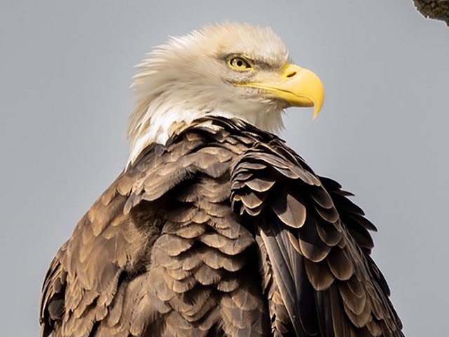 How Michigan helped bald eagle populations rise from the brink of extinction (3)