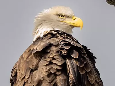 Image: How Michigan helped bald eagle populations rise from the brink of extinction (3)