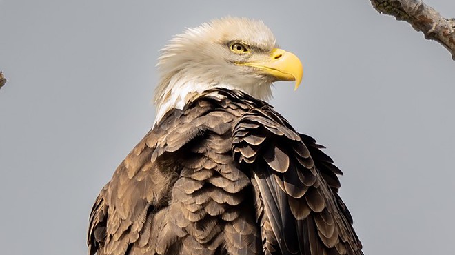 How Michigan helped bald eagle populations rise from the brink of extinction (3)