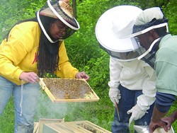 ν Beekeepers inspect a bee-laden frame from a hive at Detroit’s D-Town Farm.
