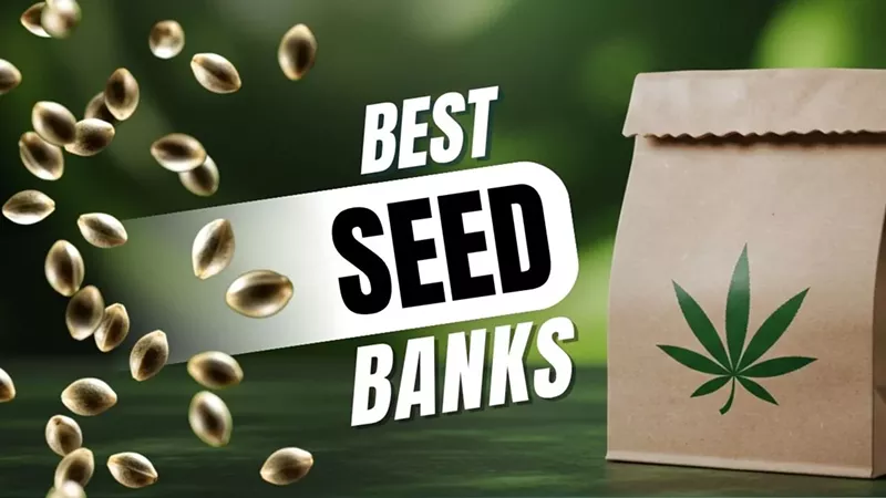 Image: Best Seed Banks in 2025: Cannabis Breeders to Buy Cannabis Seeds Online