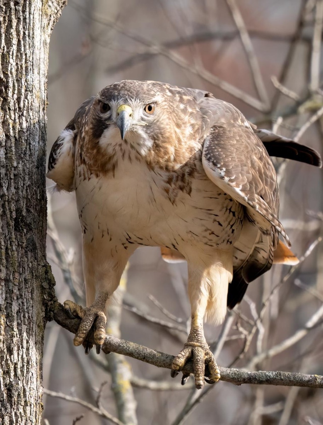 Red-tailed Hawk.