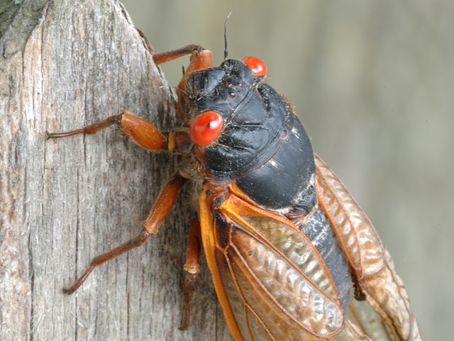 The cicadas in Brood X are distinguished by their black exoskeletons and red eyes.