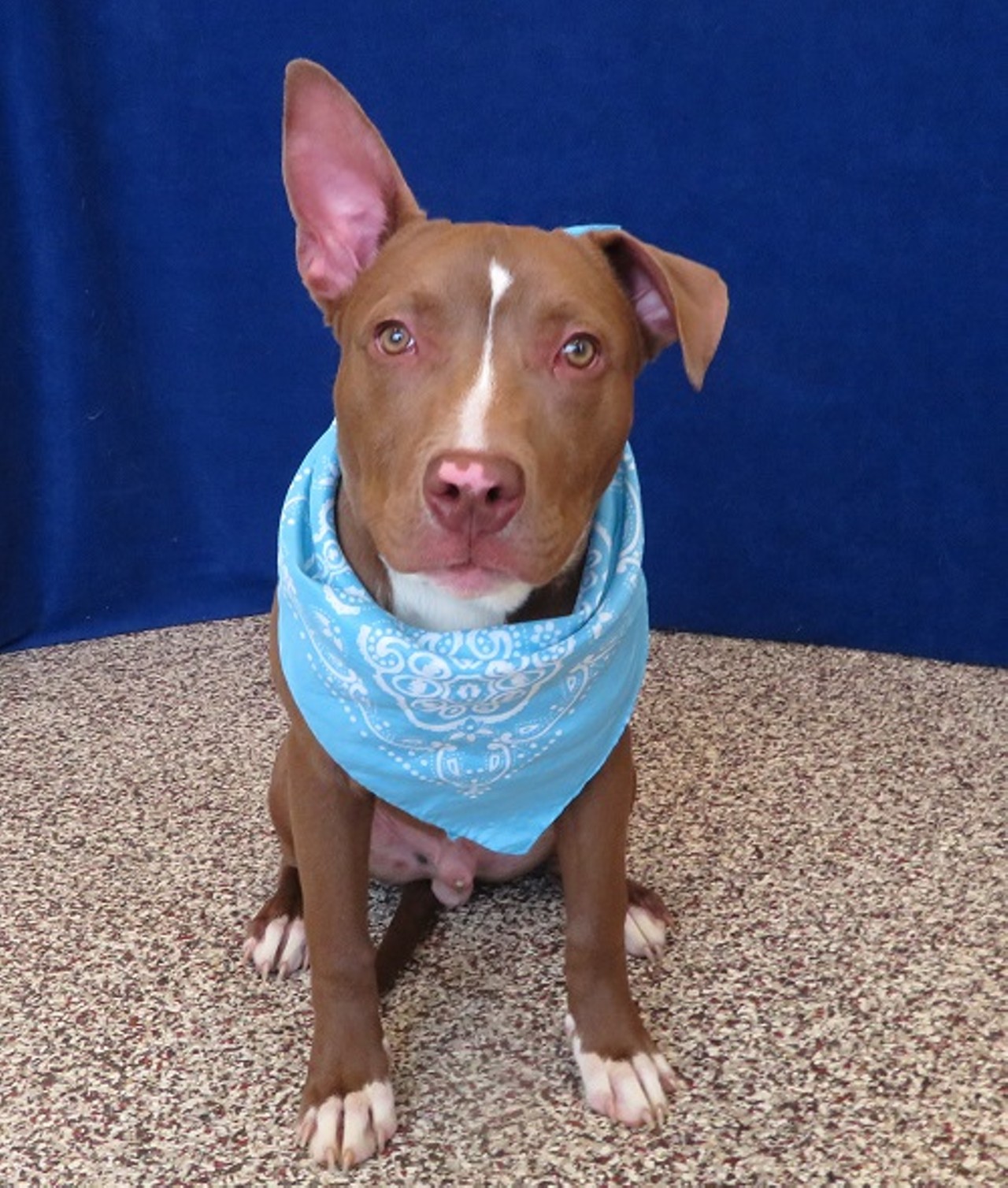 NAME: Red Wing
GENDER: Male
BREED: Pit Bull Terrier
AGE: 6 months
WEIGHT: 40 pounds
SPECIAL CONSIDERATIONS: None
REASON I CAME TO MHS: Owner surrender
LOCATION: Petco of Sterling Heights
ID NUMBER: 865323