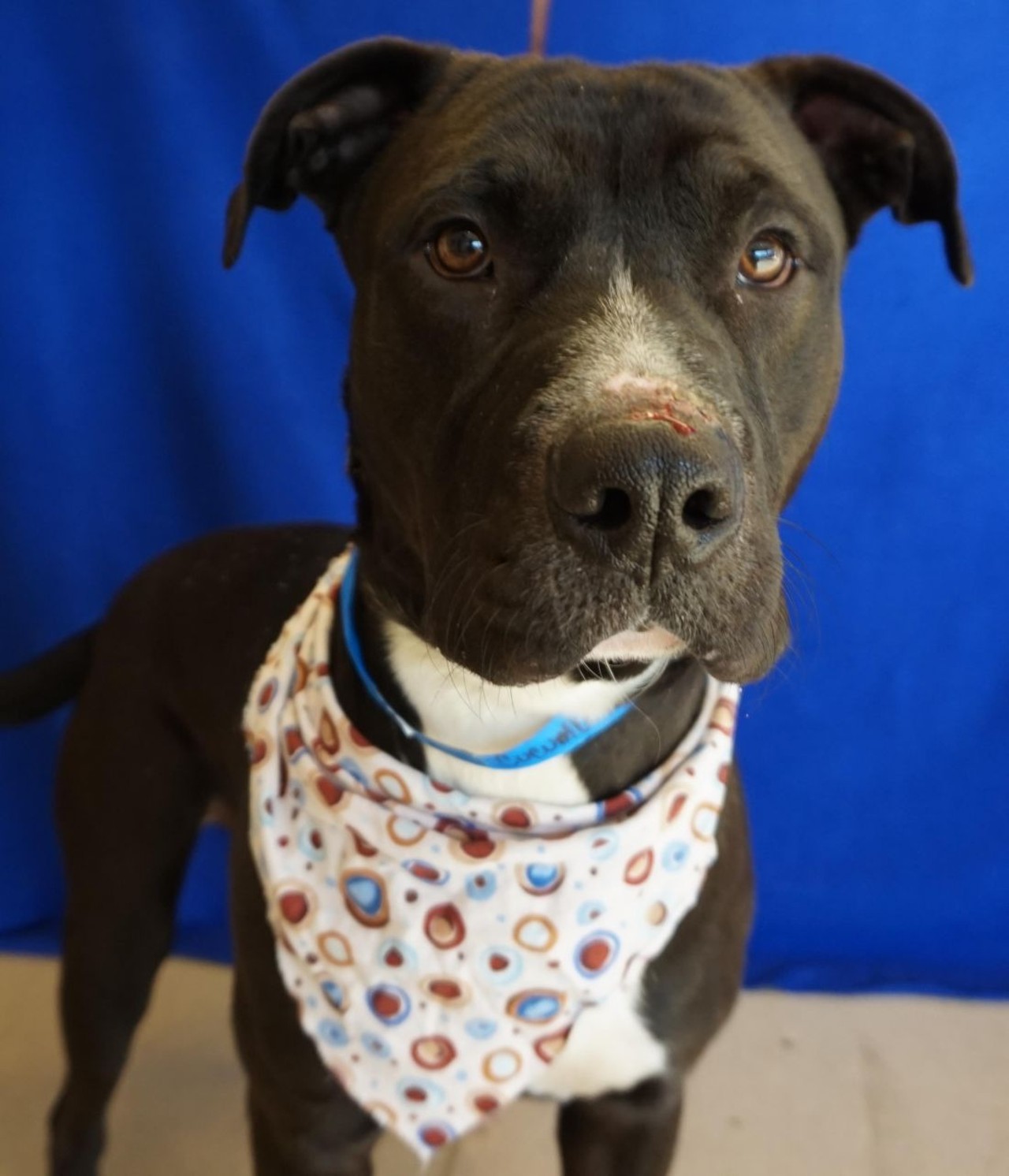 NAME: Cucumber
GENDER: Male
BREED: Labrador Retriever-Pit Bull Terrier mix
AGE: 1 year, 6 months
WEIGHT: 68 pounds
SPECIAL CONSIDERATIONS: None
REASON I CAME TO MHS: Agency transfer
LOCATION: Rochester Hills Center for Animal Care
ID NUMBER: 865108