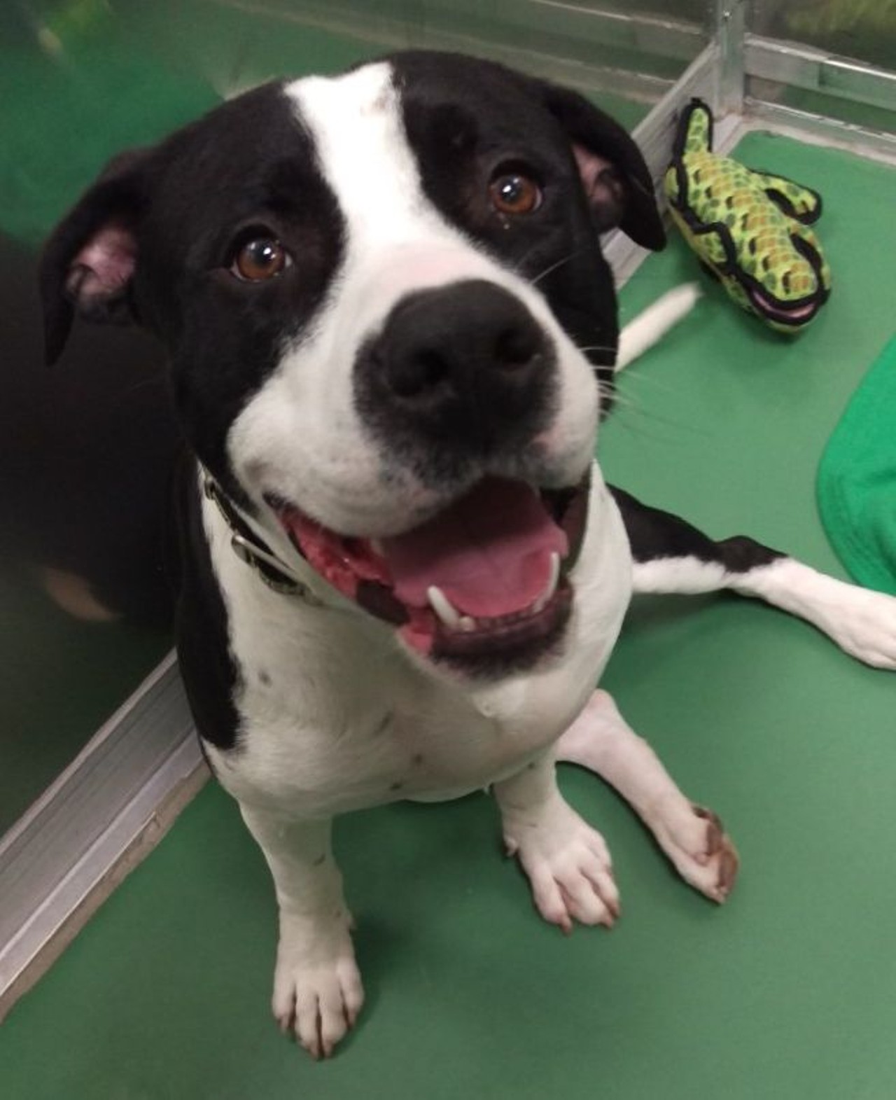 NAME: Harry
GENDER: Male
BREED: Labrador Retriever-Pit Bull Terrier mix
AGE: 1 year, 6 months
WEIGHT: 75 pounds
SPECIAL CONSIDERATIONS: None
REASON I CAME TO MHS: Partner transfer
LOCATION: Petco of Sterling Heights
ID NUMBER: 864989