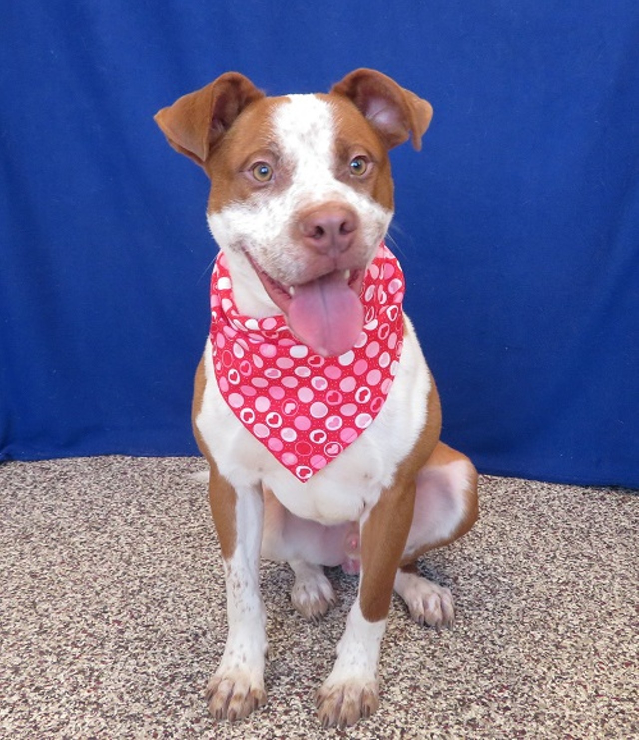 NAME: Artie
GENDER: Male
BREED: Labrador Retriever-Pit Bull Terrier mix
AGE: 2 years, 1 month
WEIGHT: 55 pounds
REASON I CAME TO MHS: Agency transfer
LOCATION: Petco of Sterling Heights
ID NUMBER: 863794