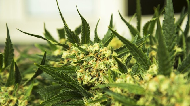 Change in rules could derail Michigan marijuana legalization effort
