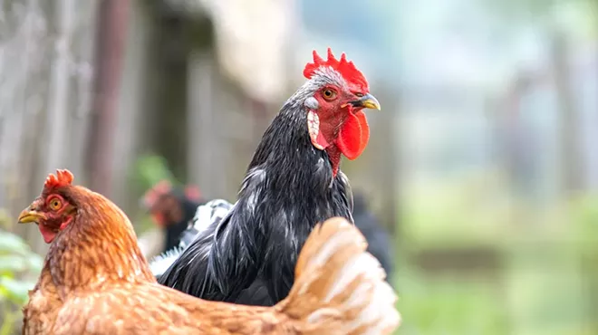 Detroiters will soon be allowed to raise chickens, ducks, and bees.