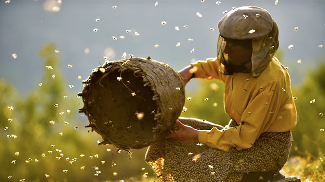 Image: Cinema Detroit to host advance screening of lauded beekeeping doc 'Honeyland'